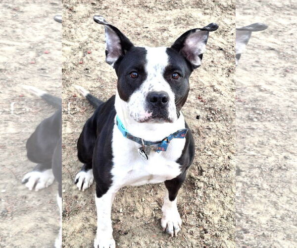 Medium Photo #3 Mutt Puppy For Sale in Rockville, MD, USA