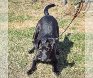 Pepper - Female Beagle-Unknown Mix Dog for Adoption - Photo #12