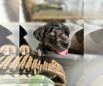 Small #6 American Bully