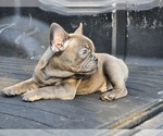 Small #3 French Bulldog