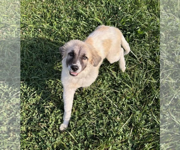 Medium Photo #3 Anatolian Shepherd-Unknown Mix Puppy For Sale in Stover, MO, USA