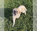 Small #2 Anatolian Shepherd Mix