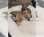 Small Photo #8 Chihuahua-Unknown Mix Puppy For Sale in Aurora, CO, USA