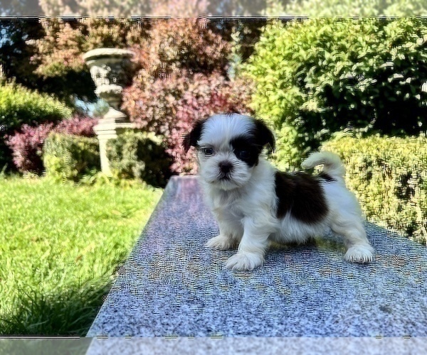 Medium Photo #23 Shih Tzu Puppy For Sale in HAYWARD, CA, USA