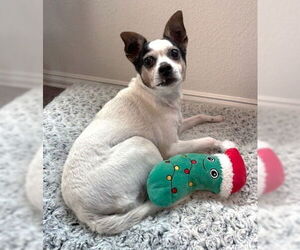 Jack-Rat Terrier Dog for Adoption in Boonton, New Jersey USA