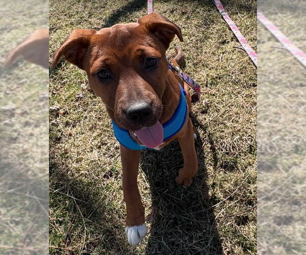 Medium Photo #2 Boxer-Unknown Mix Puppy For Sale in Sheboygan, WI, USA