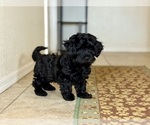 Small #2 Poovanese