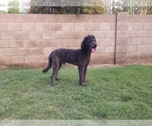 Father of the Bernedoodle puppies born on 02/07/2024