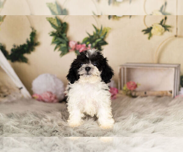 Medium Photo #7 Zuchon Puppy For Sale in WARSAW, IN, USA
