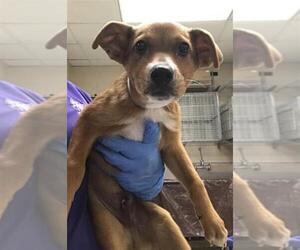 Mutt Dogs for adoption in Conroe, TX, USA
