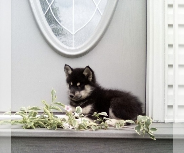 Medium Photo #3 Pomsky Puppy For Sale in FREDERICKSBURG, OH, USA