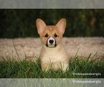 Small Photo #2 Pembroke Welsh Corgi Puppy For Sale in WEVER, IA, USA