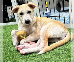 Unknown-pomeranian spitz Mix Dogs for adoption in Sanford, FL, USA