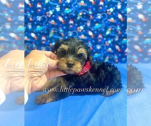 Medium Photo #2 Yorkshire Terrier Puppy For Sale in WINNSBORO, LA, USA