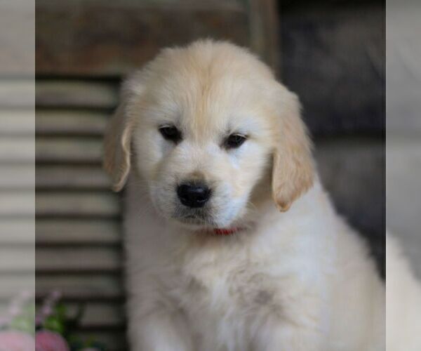 Medium Photo #1 Golden Retriever Puppy For Sale in LITITZ, PA, USA