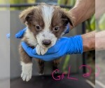 Small #6 Miniature Australian Shepherd