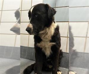 Mutt Dogs for adoption in San Antonio, TX, USA