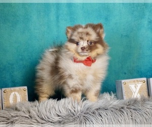 Pomeranian Puppy for sale in WARSAW, IN, USA