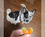 Small Mutt