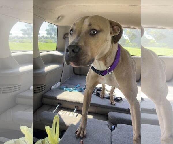Medium Photo #16 American Bulldog-Unknown Mix Puppy For Sale in Princeton, MN, USA