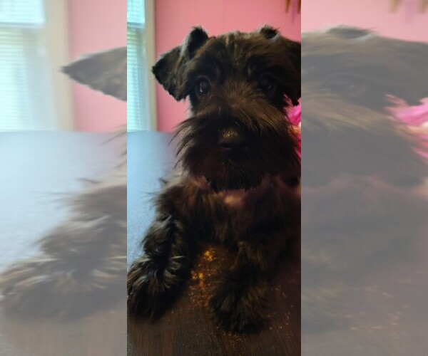 Medium Photo #1 Schnauzer (Miniature) Puppy For Sale in ENID, OK, USA
