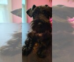 Small Schnauzer (Miniature)