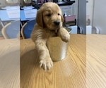 Small Photo #10 Golden Retriever Puppy For Sale in BRANDON, FL, USA