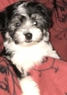 Small Photo #1 Havanese Puppy For Sale in LAKE ORION, MI, USA
