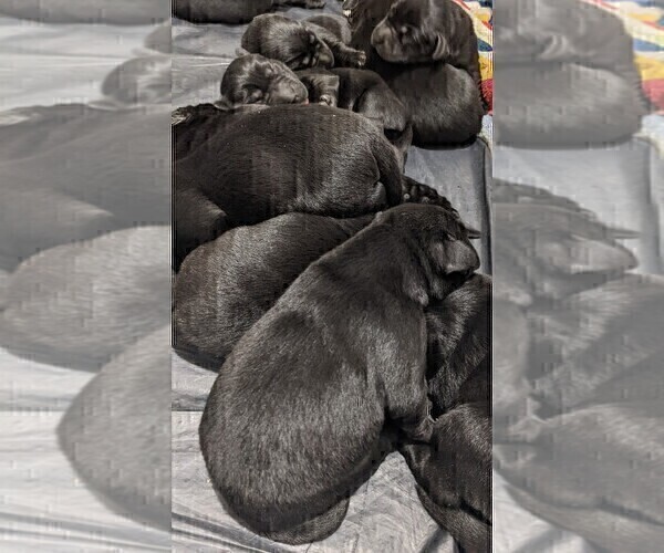 Medium Photo #6 Labrador Retriever Puppy For Sale in OZARK, MO, USA