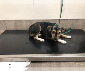 Medium Mutt