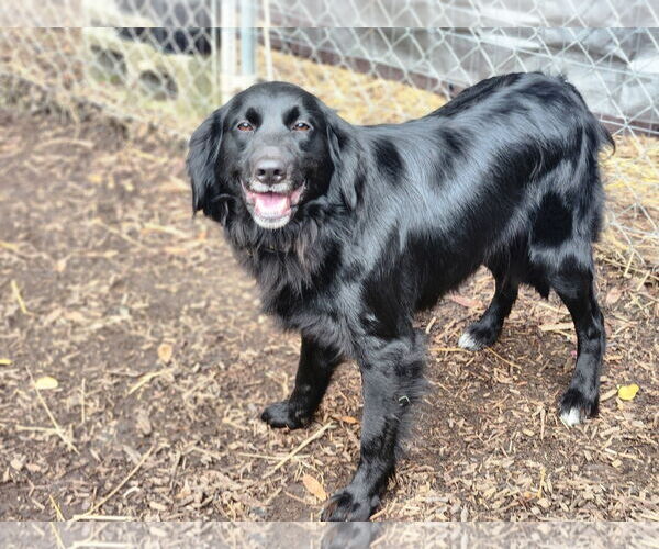 Medium Photo #2 Border Collie Puppy For Sale in Paso Robles, CA, USA