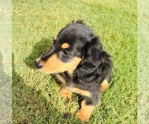 Dachshund Puppy for sale in POWDER SPRINGS, GA, USA
