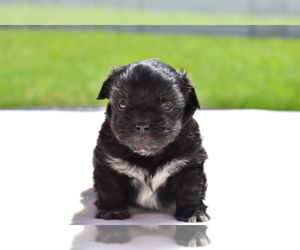 Shih Aussie Puppy for sale in PALM COAST, FL, USA