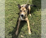 Elphaba - Female Mutt Dog for Adoption - Small photo