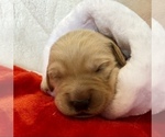 Small Photo #15 Golden Retriever Puppy For Sale in RICHMOND, TX, USA