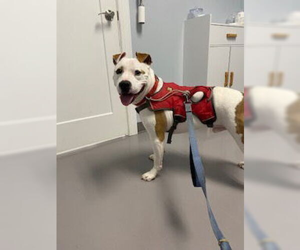 Medium Photo #2 American Bulldog-Unknown Mix Puppy For Sale in Norfolk, VA, USA