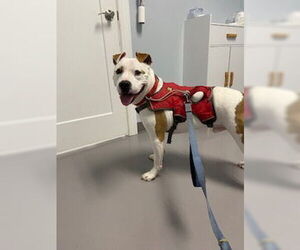Odie - Male American Bulldog-Unknown Mix Dog for Adoption - Photo #2