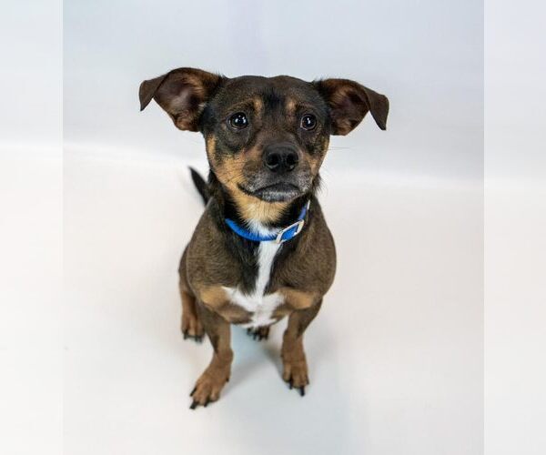 Medium Photo #3 Chihuahua-Unknown Mix Puppy For Sale in Kennesaw, GA, USA