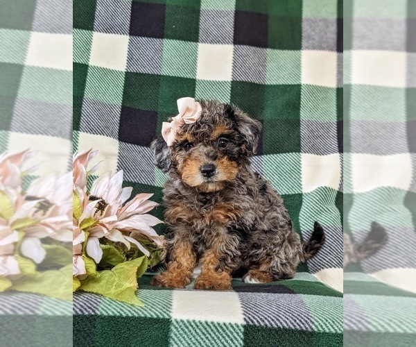 Medium Photo #1 Bichpoo Puppy For Sale in LINCOLN UNIVERSITY, PA, USA