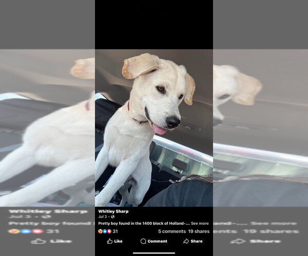 Medium Photo #2 Labrador Retriever Puppy For Sale in Great Bend, KS, USA