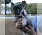 Puppy Maisie French Bulldog