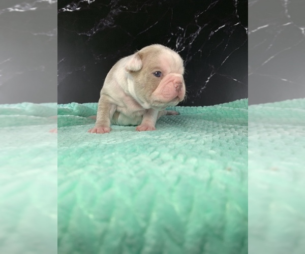 Medium Photo #18 Boston Terrier Puppy For Sale in TULARE, CA, USA