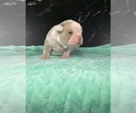 Small #16 Boston Terrier