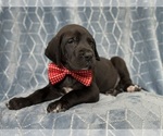 Small Photo #7 Great Dane Puppy For Sale in LAKELAND, FL, USA