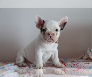 French Bulldog Puppy for sale in SHILOH, OH, USA