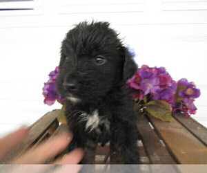 Bernedoodle Puppy for sale in ALPHA, MI, USA