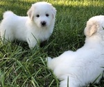 Small Photo #2 Great Pyrenees Puppy For Sale in AMELIA, VA, USA