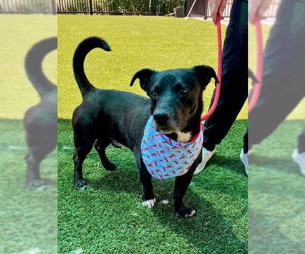 Medium Photo #2 Dachshund-Labrador Retriever Mix Puppy For Sale in Baytown, TX, USA