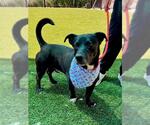 Small #1 Dachshund-Labrador Retriever Mix