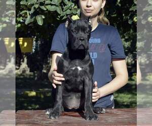 Cane Corso Puppy for sale in Smederevska Palanka, Central Serbia, Serbia